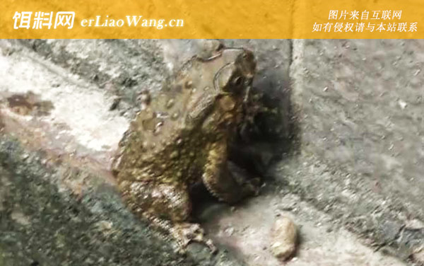 黑眶蟾蜍:生活习性