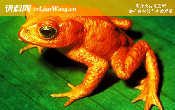 金蟾蜍:分布范围