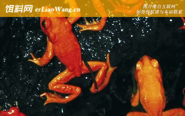 金蟾蜍:灭绝原因