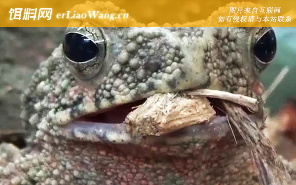 盘古蟾蜍:分布范围