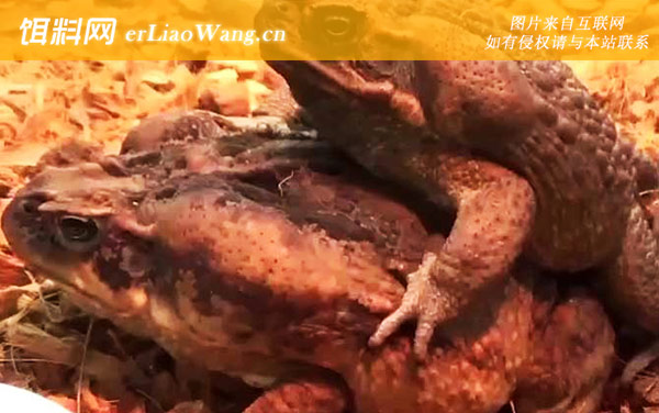 盘古蟾蜍:生活习性