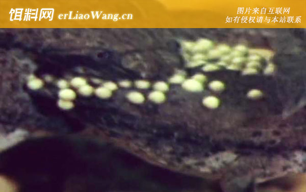 琵琶蟾蜍:分布范围