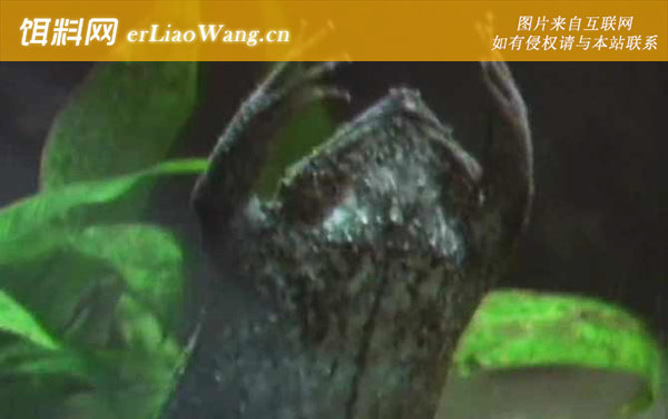 琵琶蟾蜍:生活习性