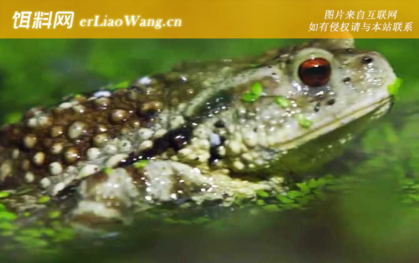 中华大蟾蜍:分布范围