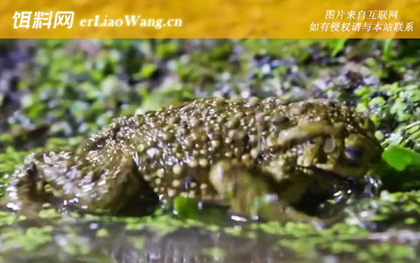 中华大蟾蜍:生活习性