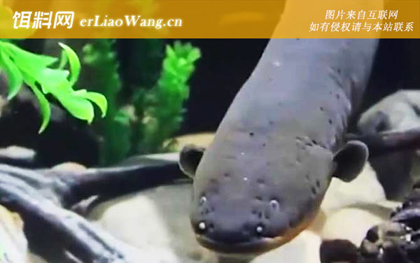 电鳗:生活习性