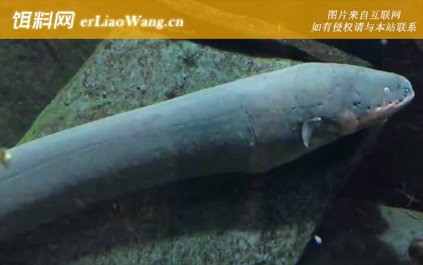 电鳗:电鳗什么时候放电?