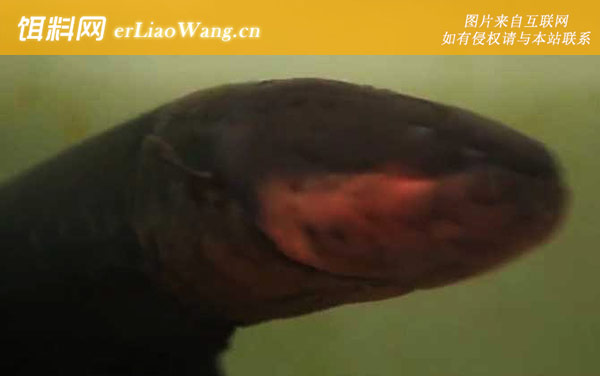 电鳗:生活习性