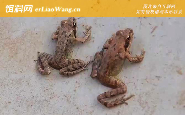 林蛙:分布范围