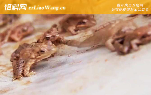 林蛙:代表物种
