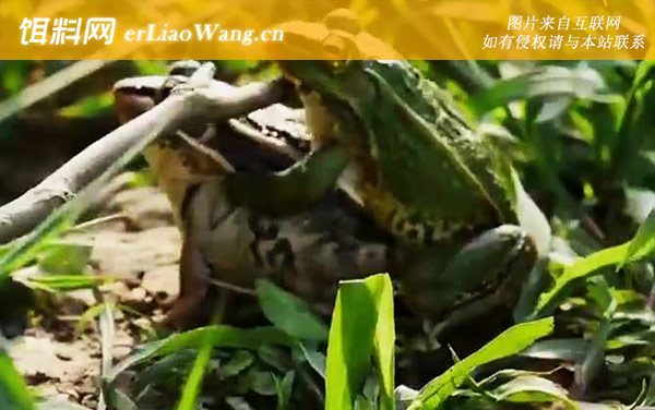 黑斑蛙:生活习性