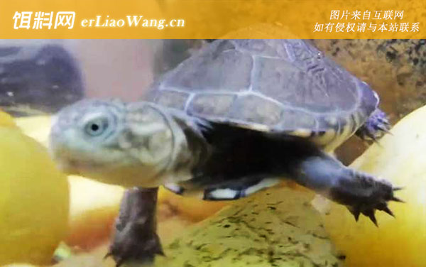 蛇颈龟科:侧颈龟科