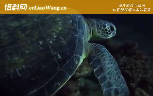 两爪鳖科:海龟科