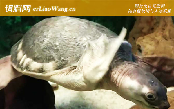 棱皮龟科:两爪鳖科