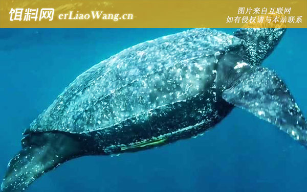 鳄龟科:棱皮龟科