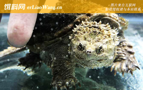 动胸龟科:鳄龟科