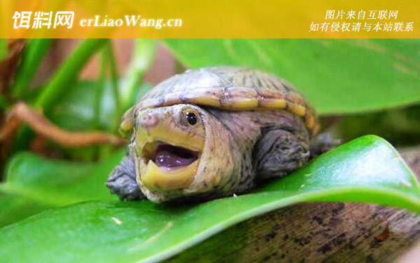 平胸龟科:泥龟科