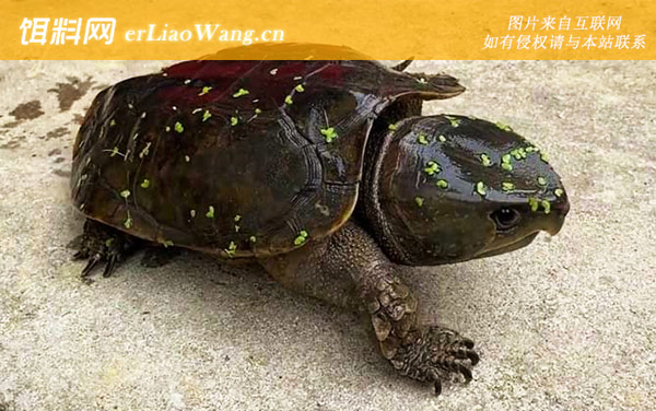 水龟科:平胸龟科