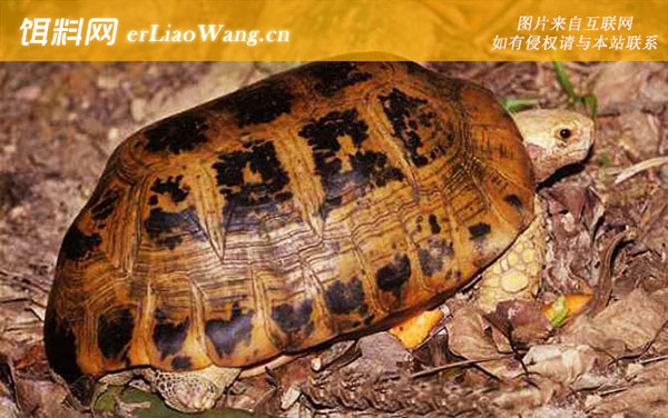 凹甲陆龟:缅甸陆龟