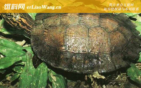 黑颈乌龟:欧氏摄龟