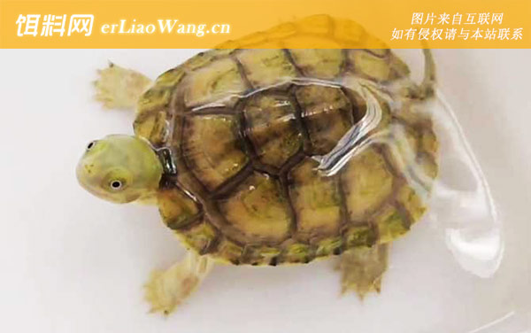 闭壳龟:黄喉拟水龟