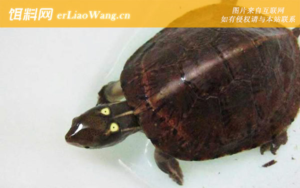 四眼斑水龟:眼斑水龟