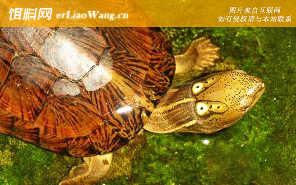 四眼斑水龟:四眼斑水龟