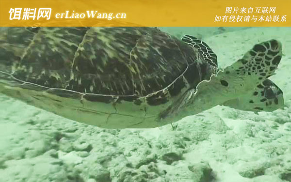 绿海龟:蠵龟
