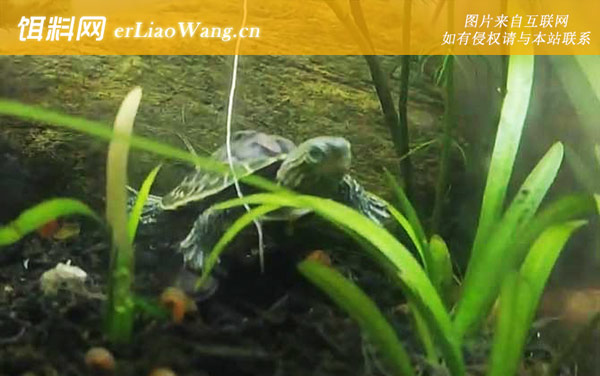 观赏龟种类名称及图片大全-花龟