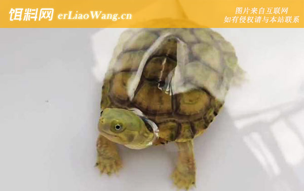 中华草龟:黄喉拟水龟