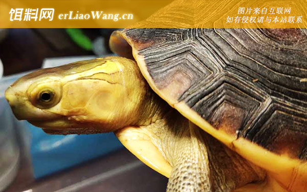 乌龟:寿命极长