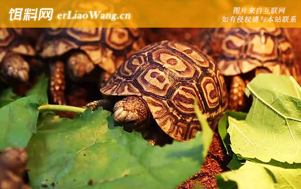 乌龟的生活习性及特点-变温动物