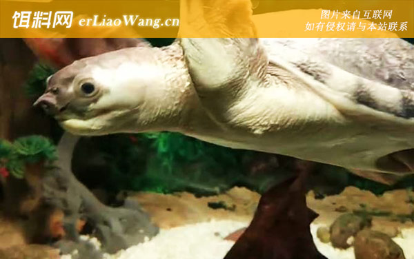 乌龟冬眠吗-冬眠管理