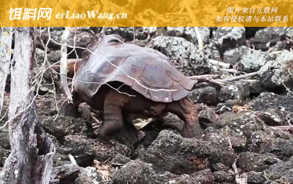 加拉帕戈斯象龟:摄食习性