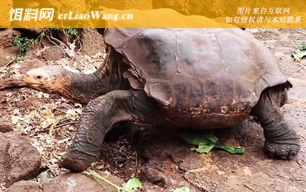 世界上最大的乌龟是什么龟-加拉帕戈斯象龟