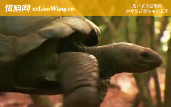 世界上最大的乌龟是什么龟-亚达伯拉象龟