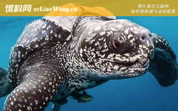 棱皮龟:摄食习性