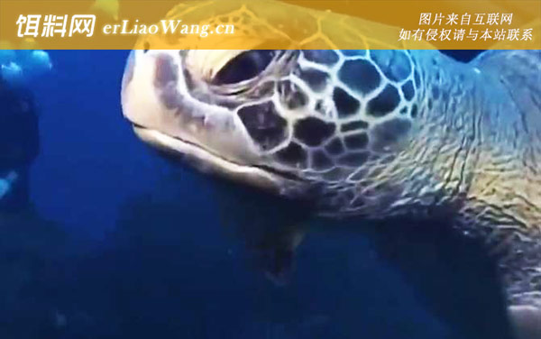 棱皮龟:保护级别