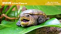 《宠物小乌龟吃什么食物？》封面图