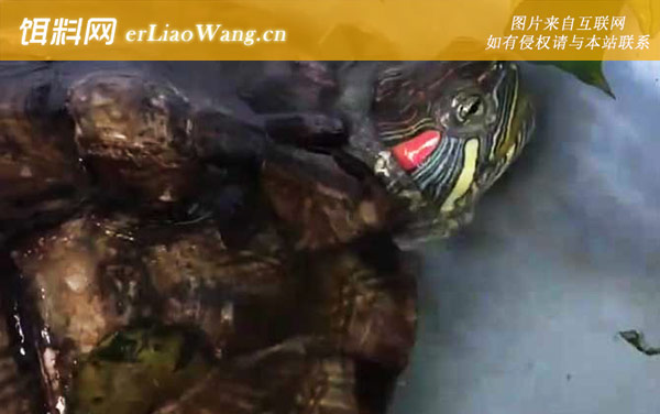 乌龟什么时候冬眠-冬眠管理