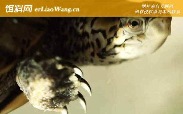 乌龟冬眠怎么养-冬眠管理