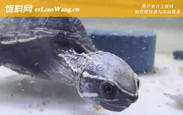 小乌龟:应激反应