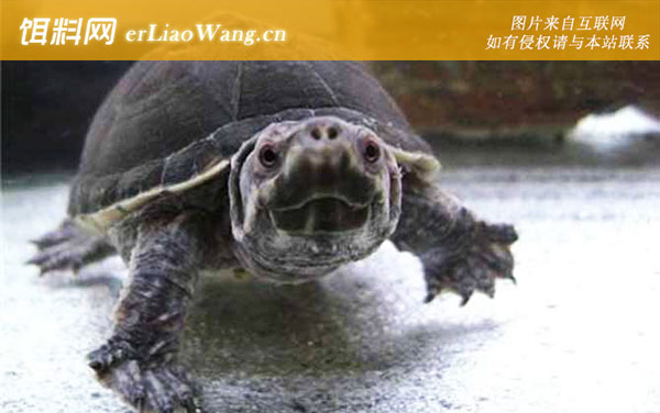 乌龟:代表物种