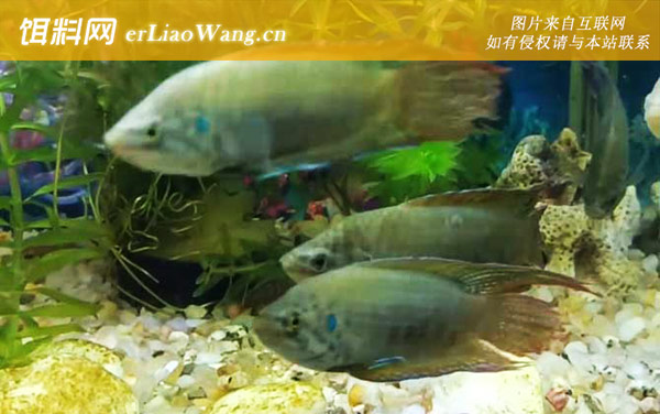 中国斗鱼:鱼种论述