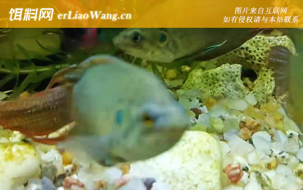 中国斗鱼:分布范围