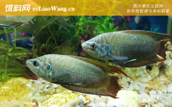 中国斗鱼:生活习性