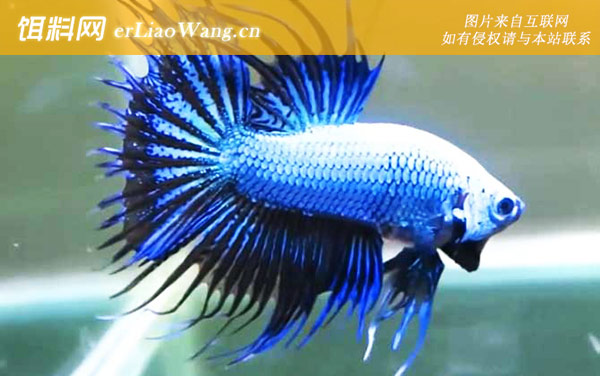 泰国斗鱼:分布范围