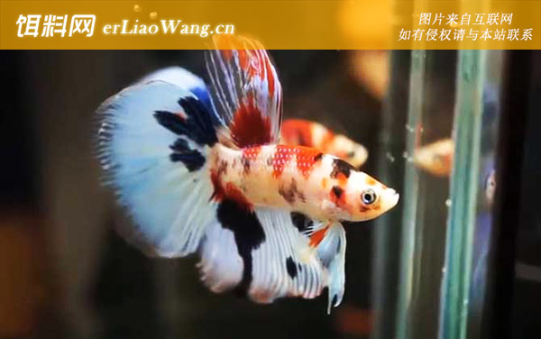 泰国斗鱼怎么养-饲养方法