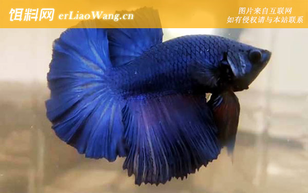 泰国斗鱼:病害防治