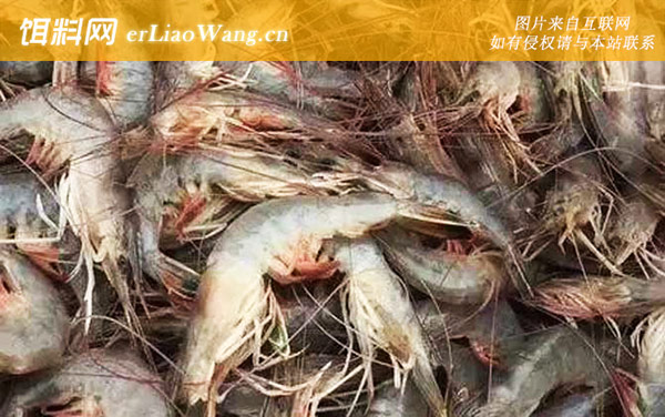 对虾:物种论述